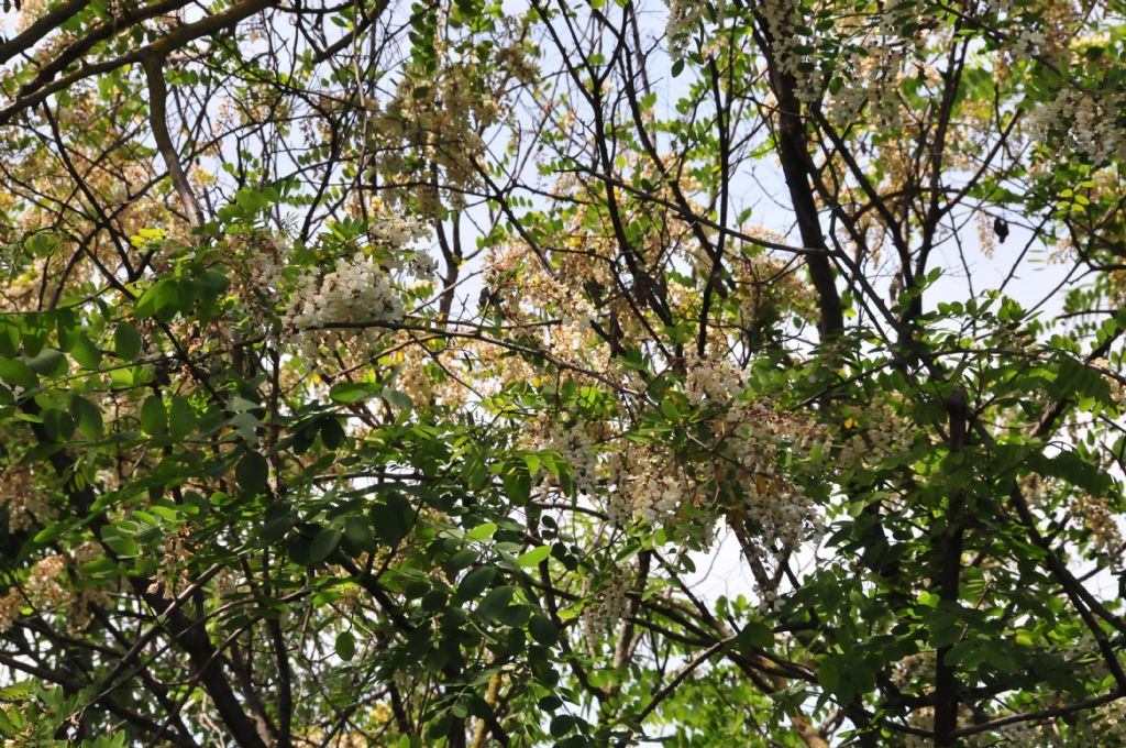 Robinia pseudoacacia (Fabaceae)